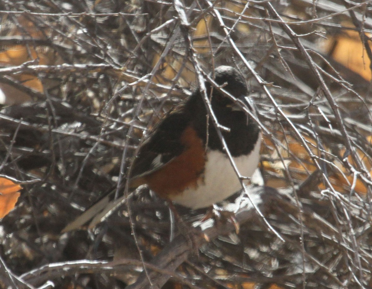 Eastern Towhee - ML81825361