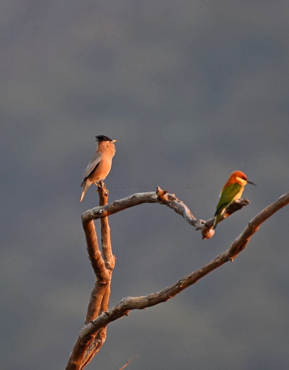 Brahminy Starling - ML81825731