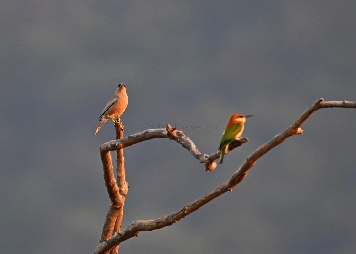 Brahminy Starling - ML81825741