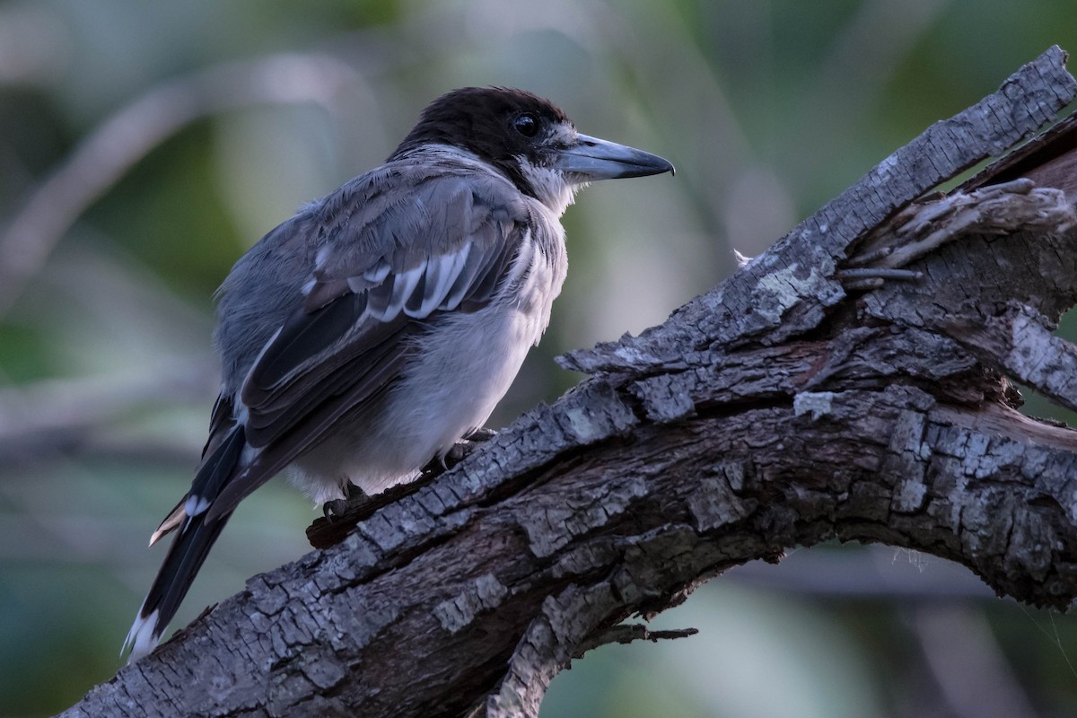 Gray Butcherbird - Hayley Alexander