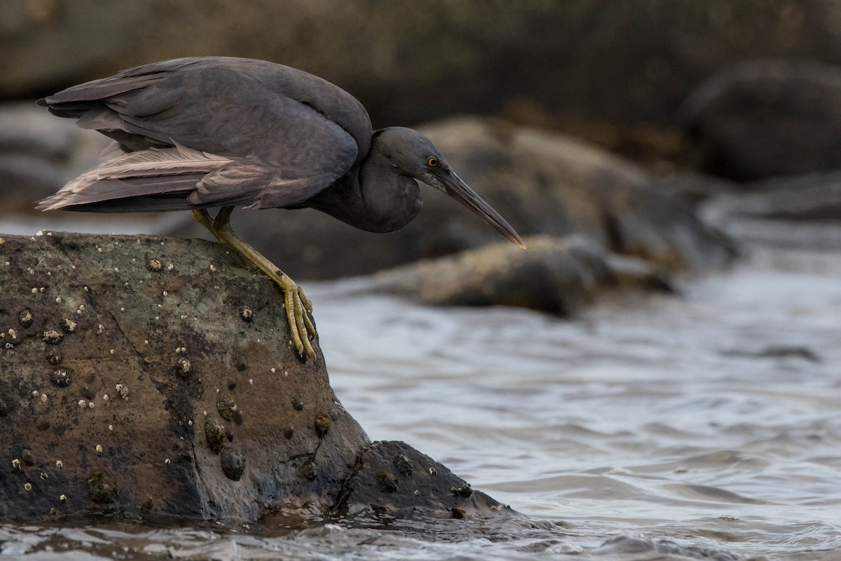 Pacific Reef-Heron - ML81826011