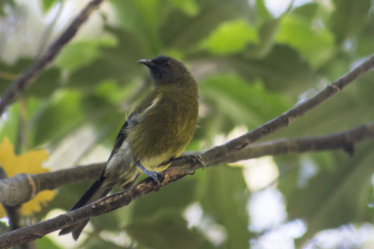 New Zealand Bellbird - ML81828821