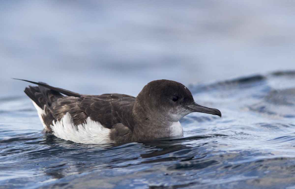 Fluttering Shearwater - ML81829671