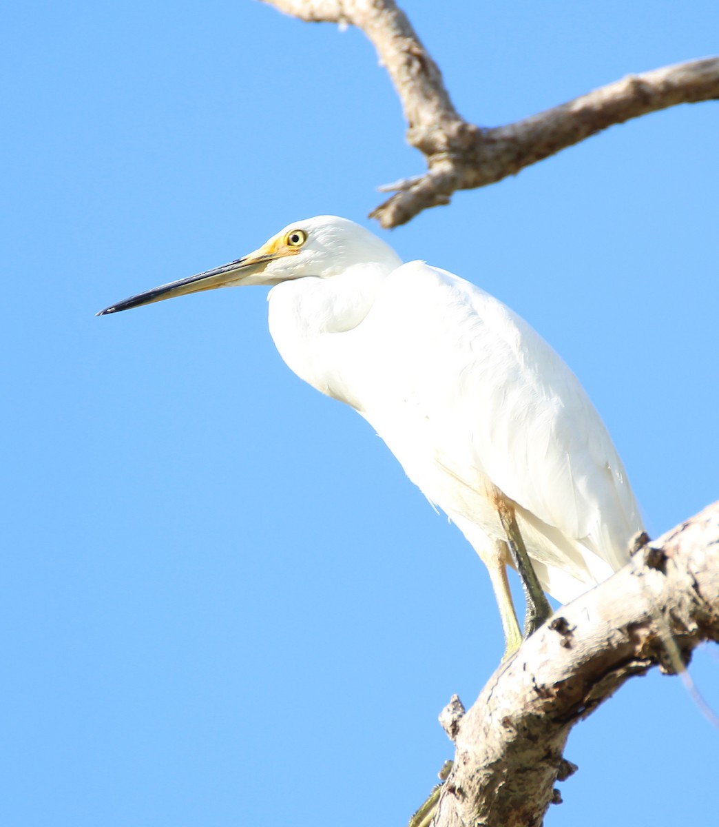 Хурган дэглий - ML81830611