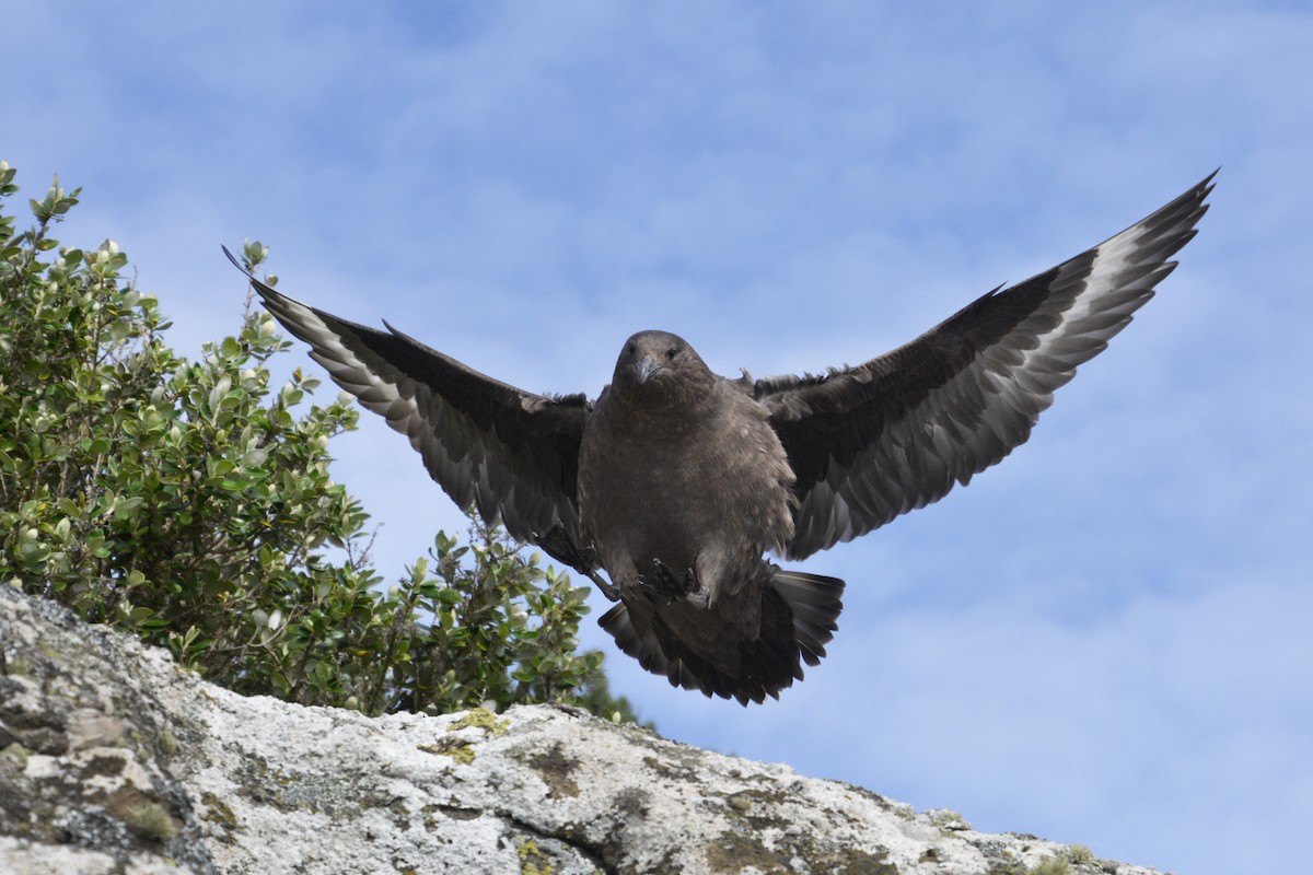 Brown Skua (Subantarctic) - ML81830781