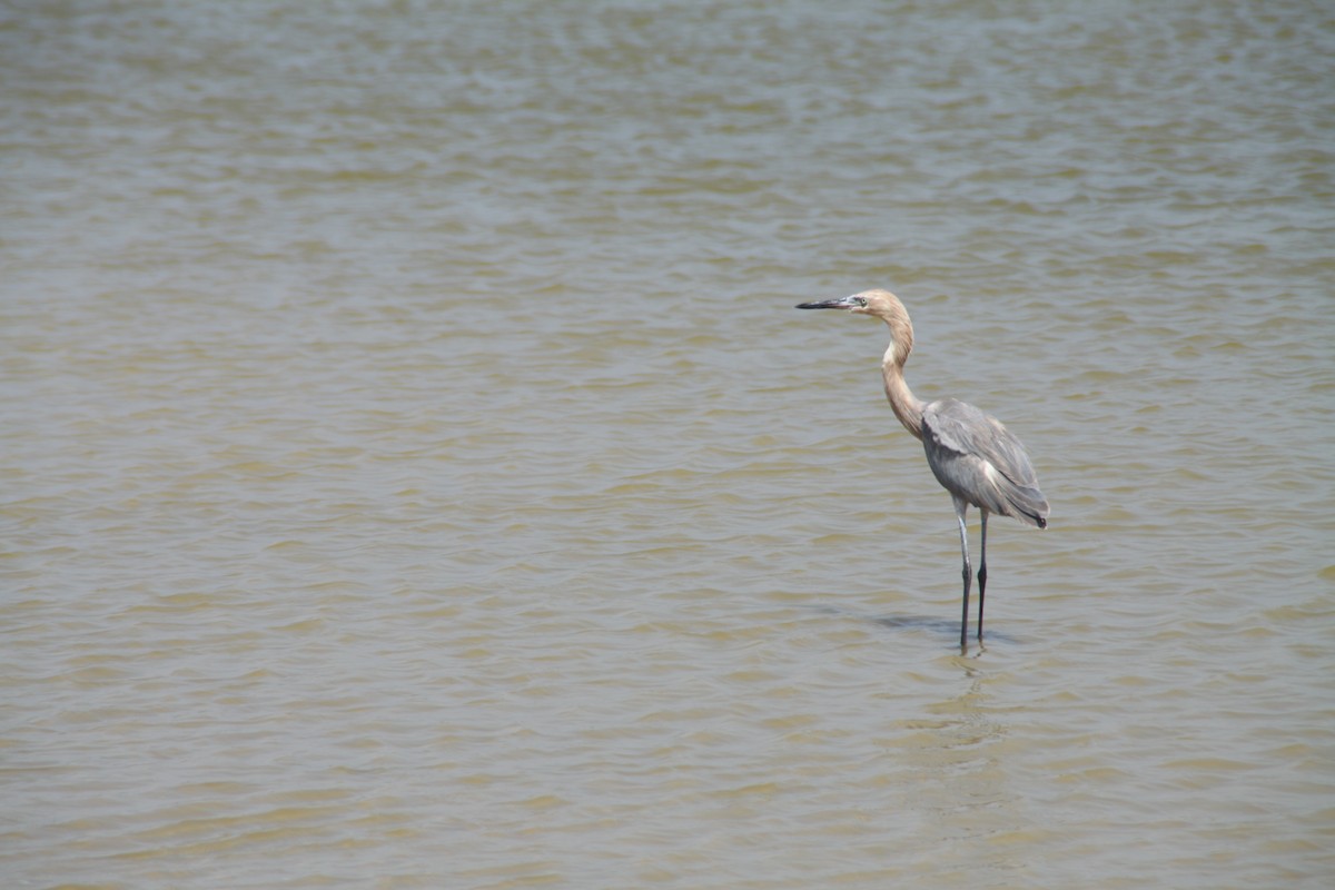 Reddish Egret - Leo Damrow