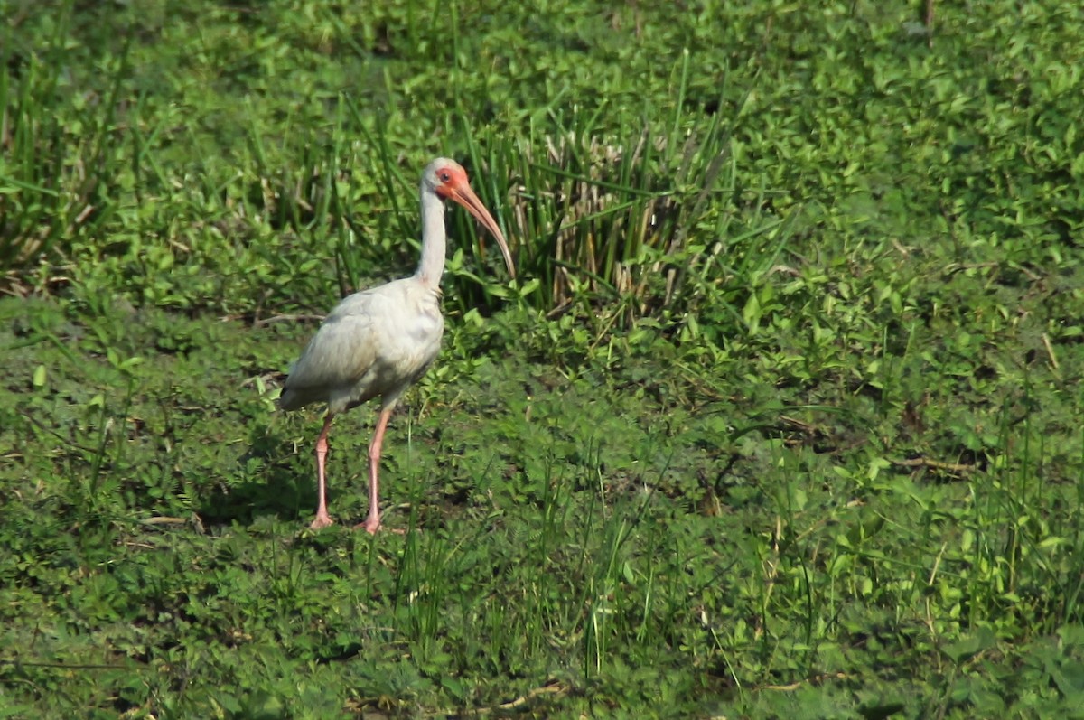 ibis bílý - ML81831381