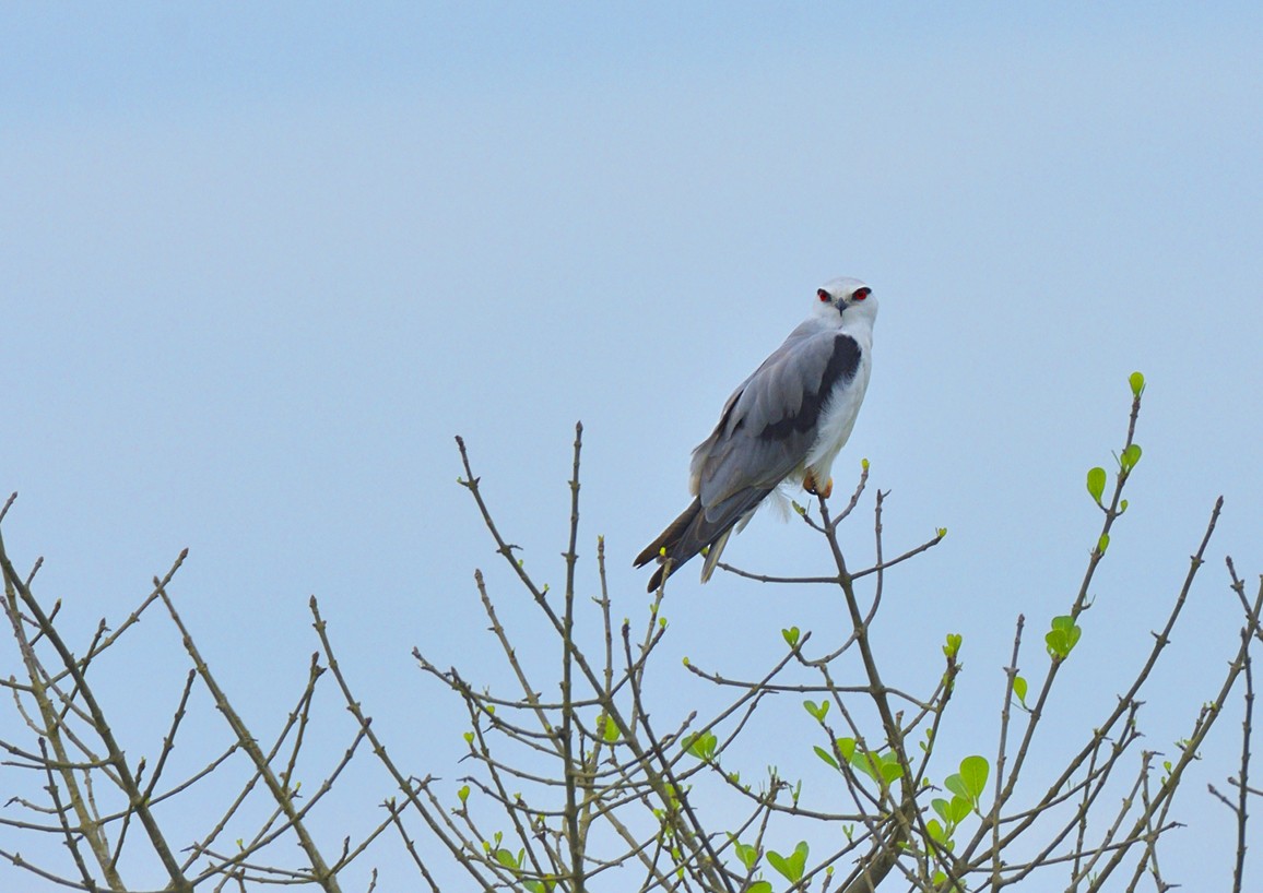 Black-winged Kite - ML81831631