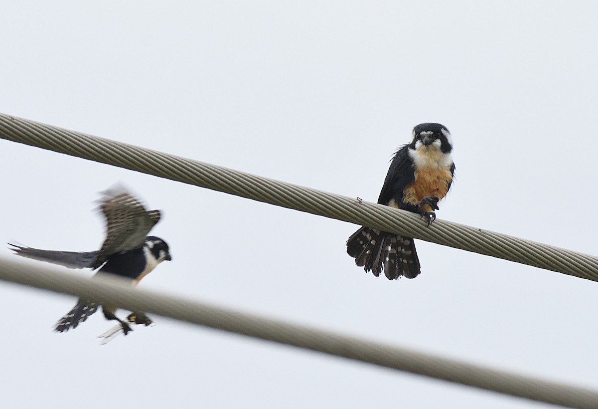 Black-thighed Falconet - ML81831681