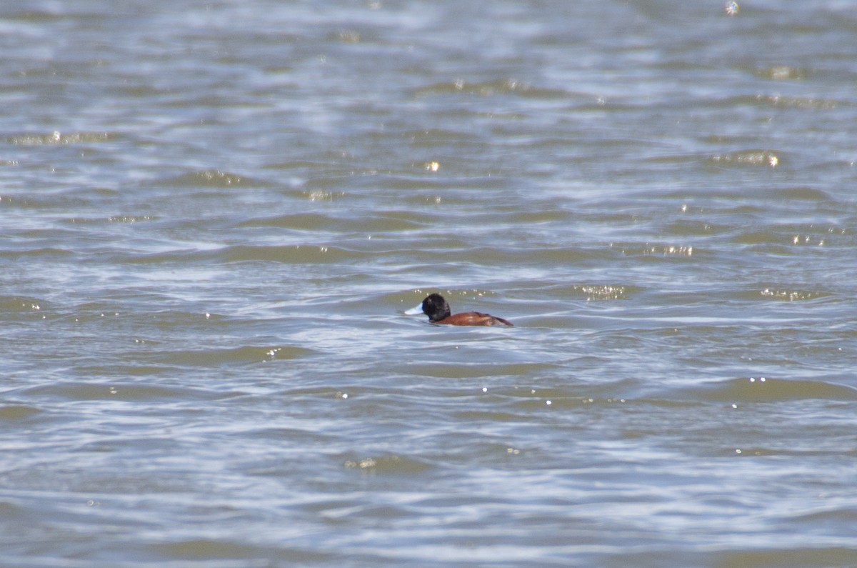 Blue-billed Duck - Brad White