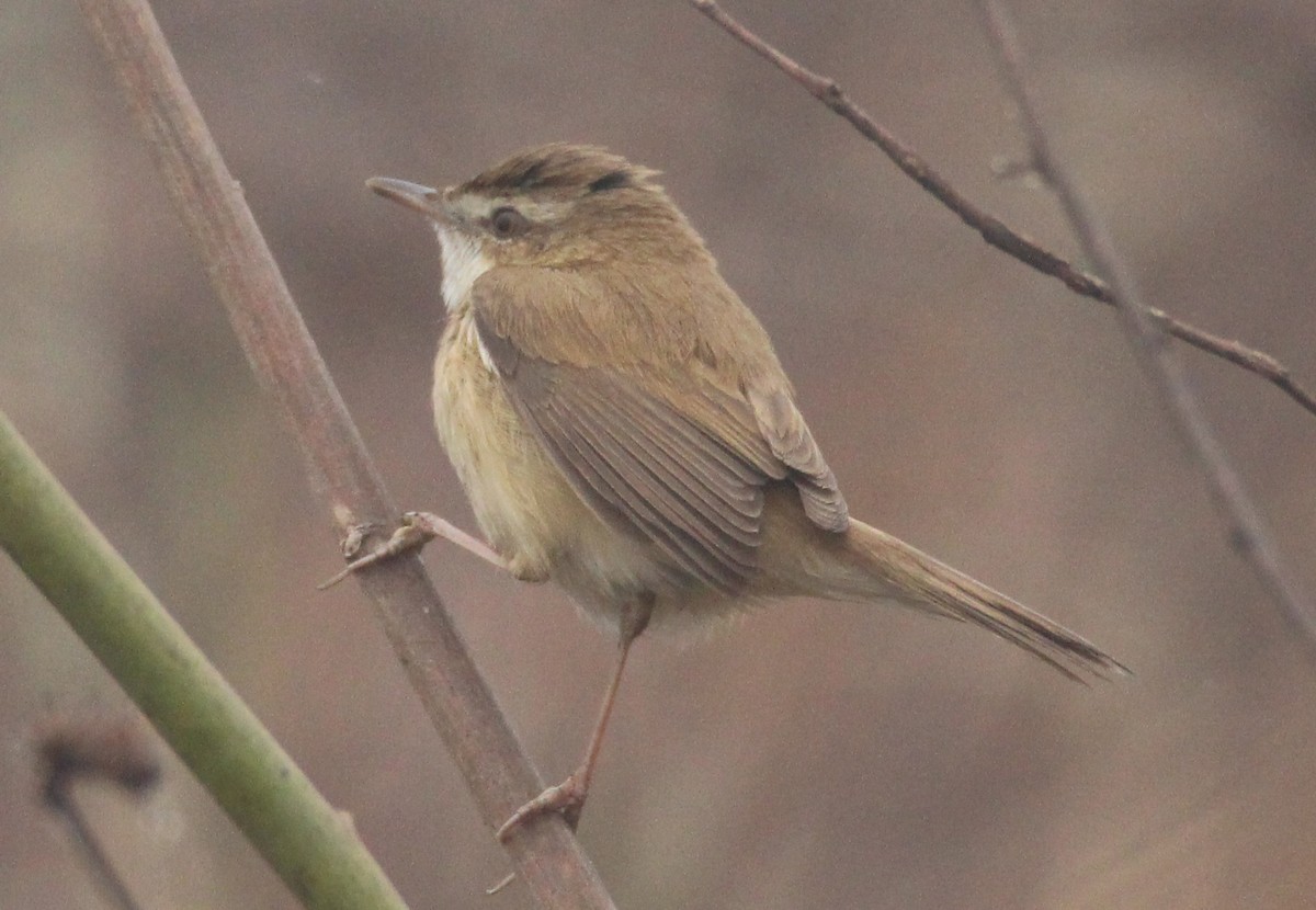 Paddyfield Warbler - ML81832751