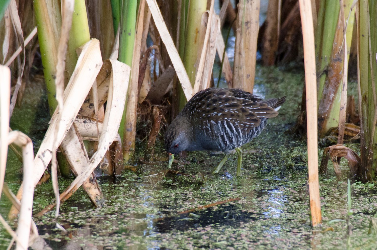 Australian Crake - ML81832891