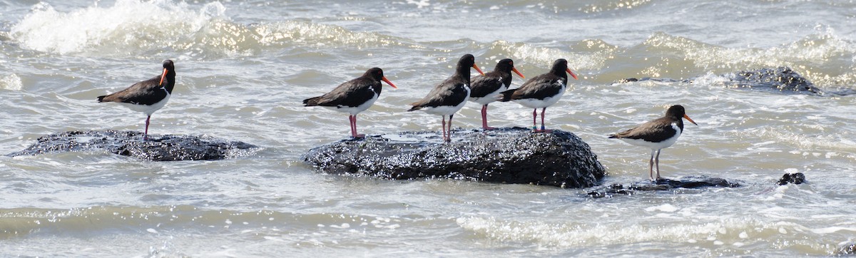 Pied Oystercatcher - ML81833071