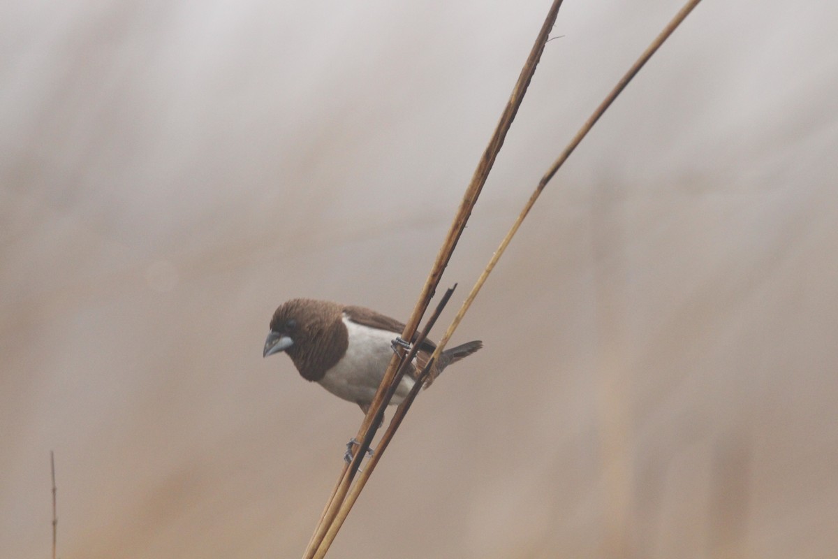 White-rumped Munia - ML81833181