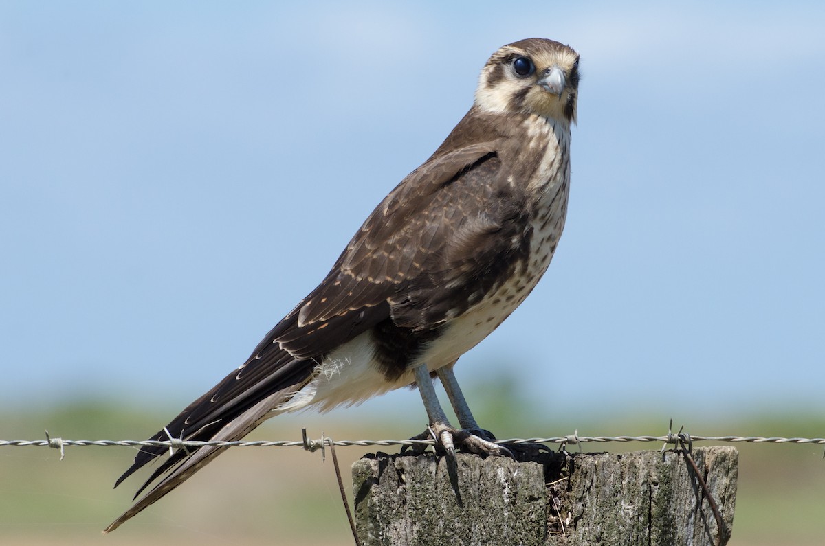 Brown Falcon - Brad White
