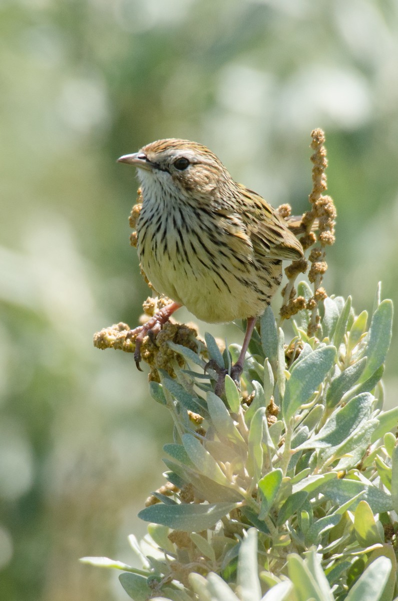 Striated Fieldwren - ML81833311