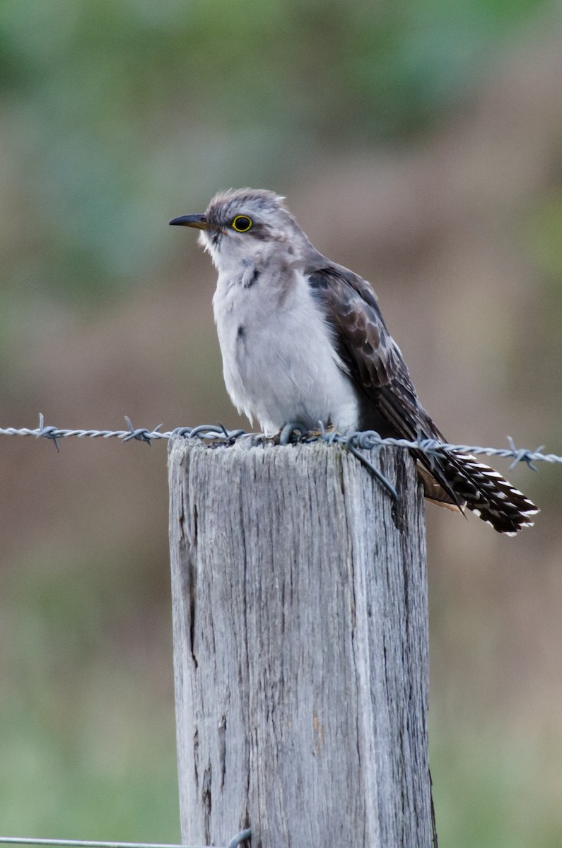 Pallid Cuckoo - ML81833321