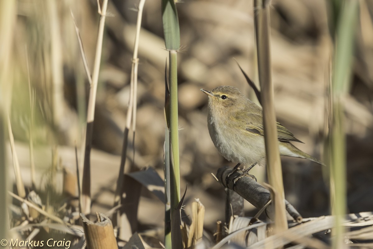 Common Chiffchaff (Common) - ML81833341