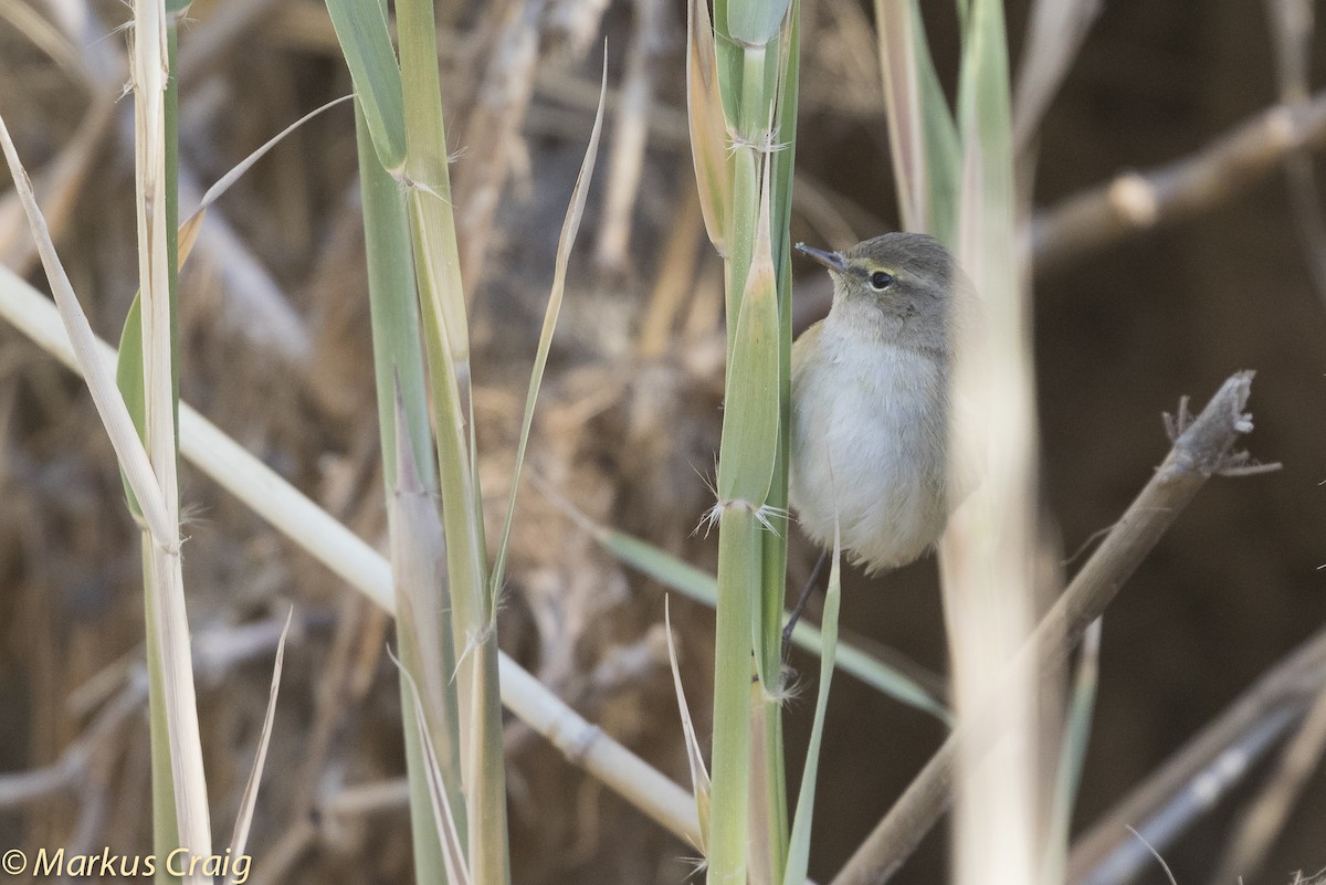 Common Chiffchaff (Common) - ML81833381