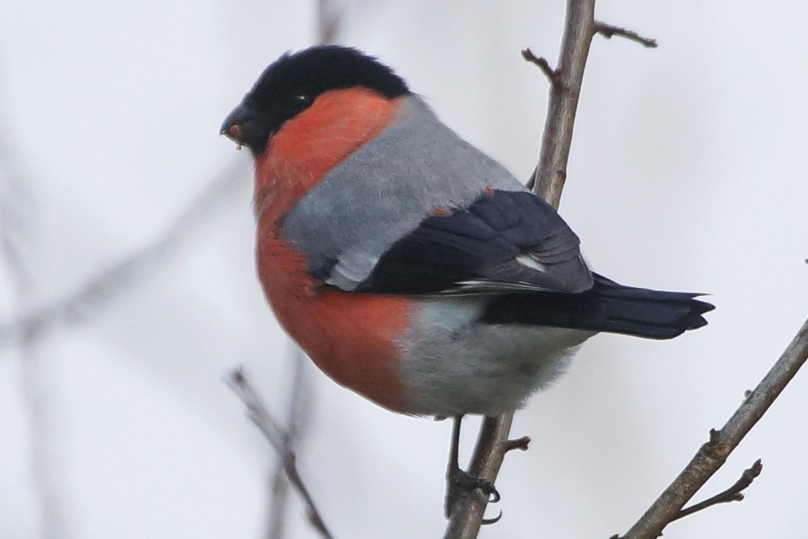 Eurasian Bullfinch - ML81834911