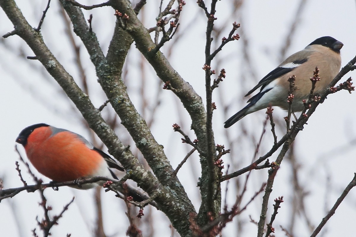 Eurasian Bullfinch - Heiko Heerklotz