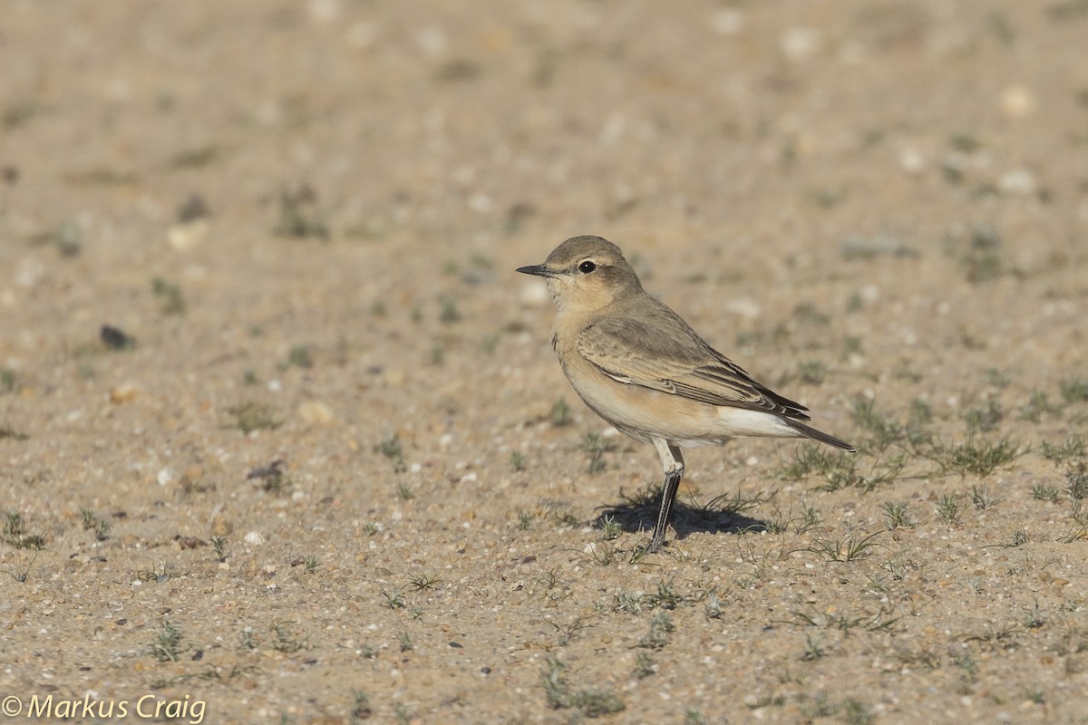 Isabelline Wheatear - ML81836421