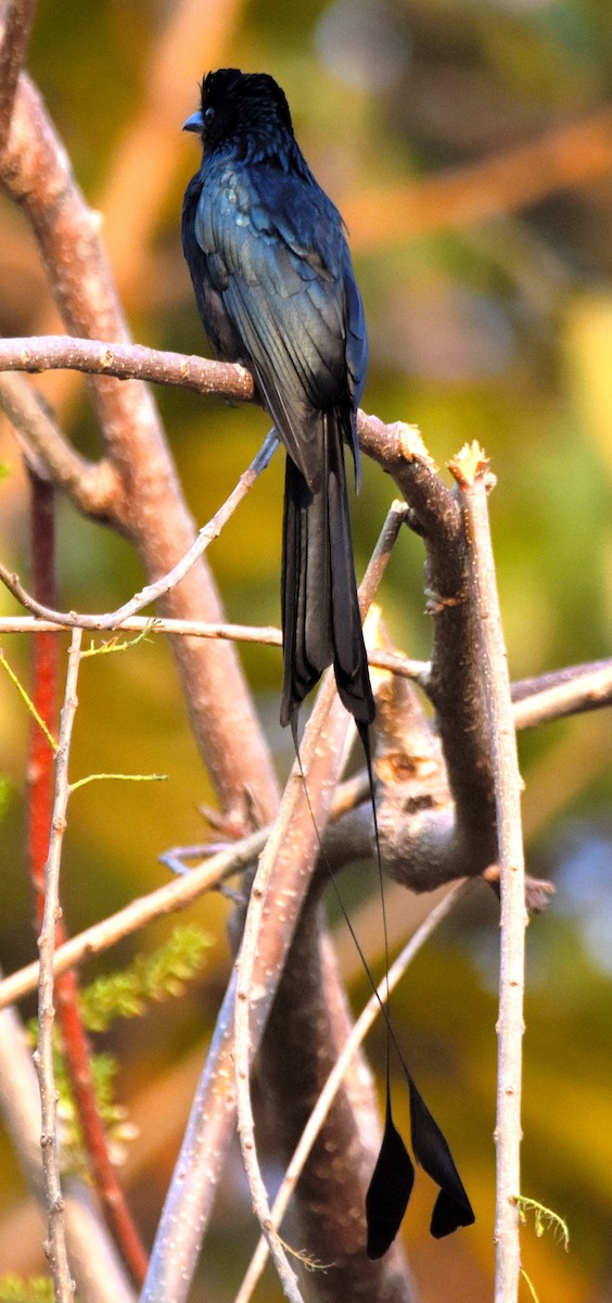 Drongo de Raquetas Grande - ML81839731