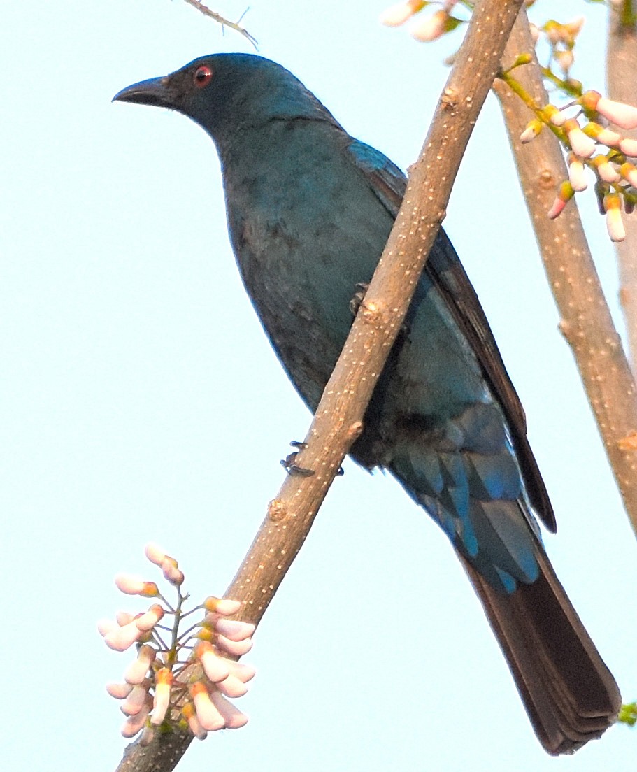 Asian Fairy-bluebird - ML81839871