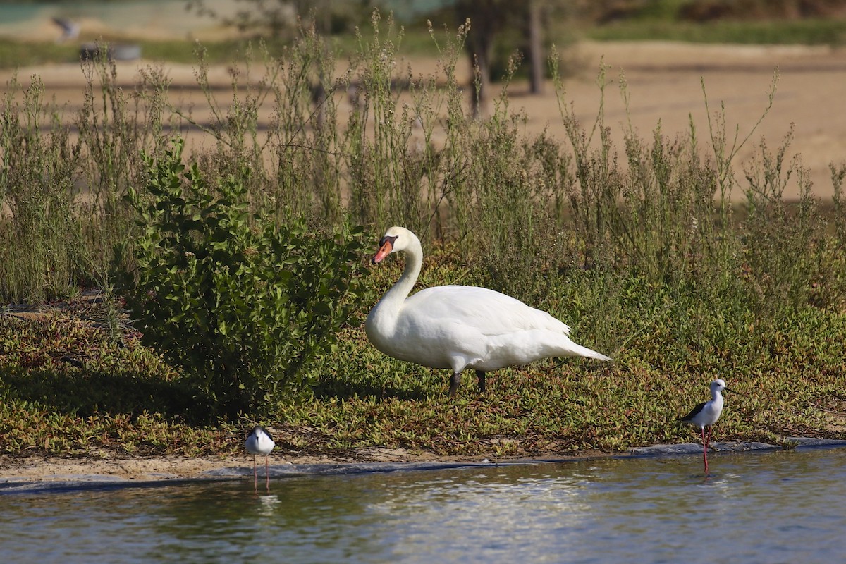 Cisne Vulgar - ML81840841