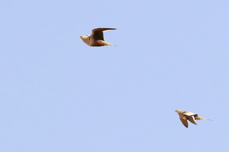 Chestnut-bellied Sandgrouse - ML81842101