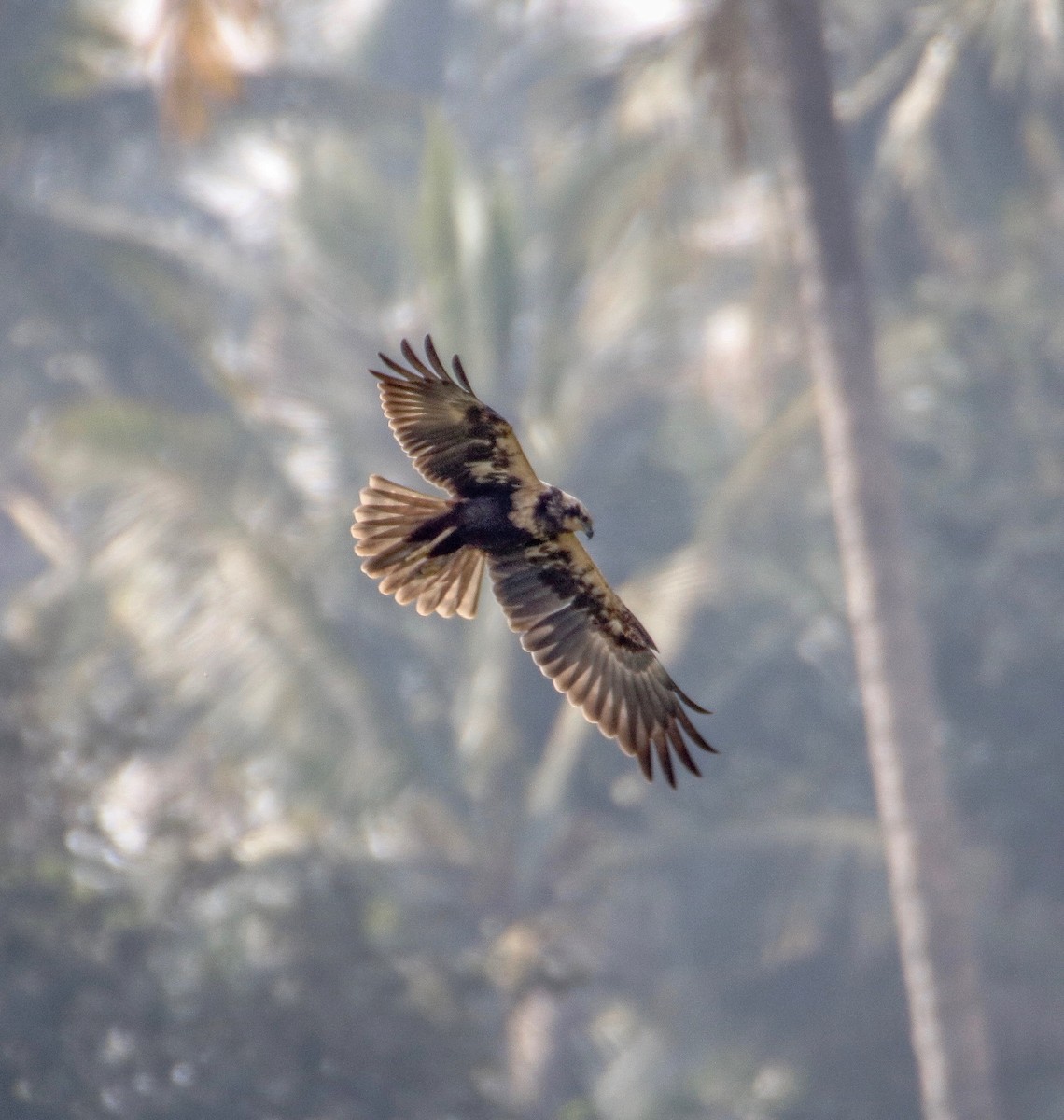 Western Marsh Harrier - ML81842571