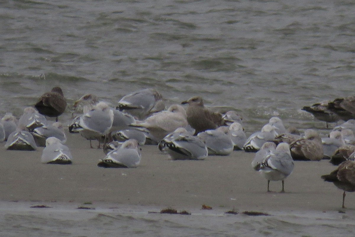 Glaucous Gull - ML81842671