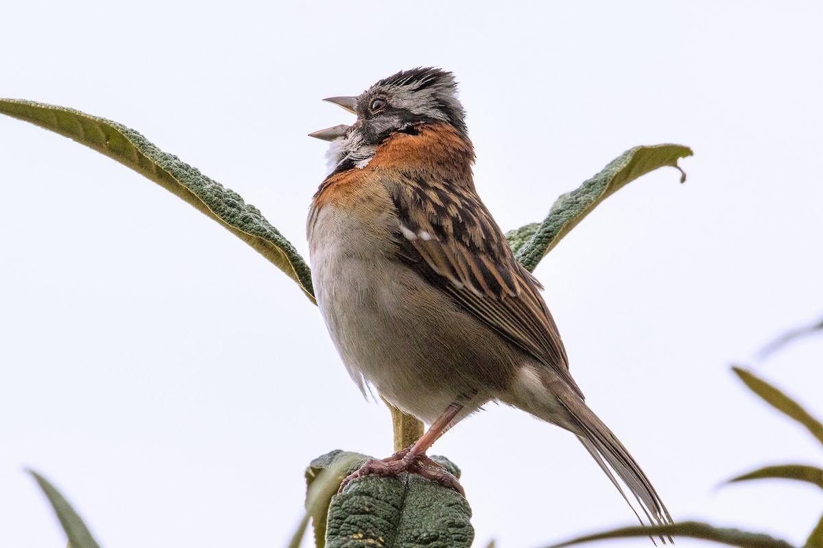 Rufous-collared Sparrow - ML81843501