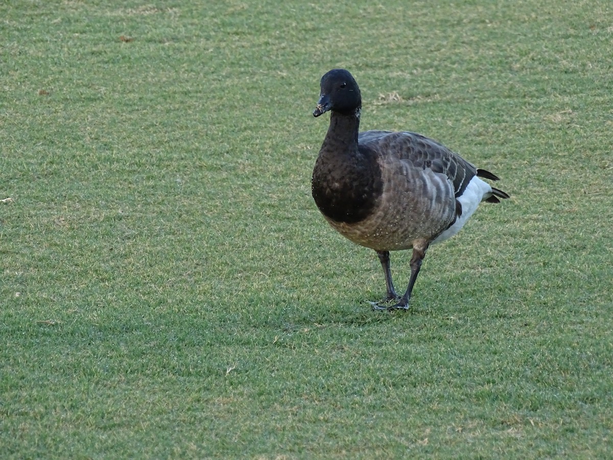 Branta musubeltza - ML81843581