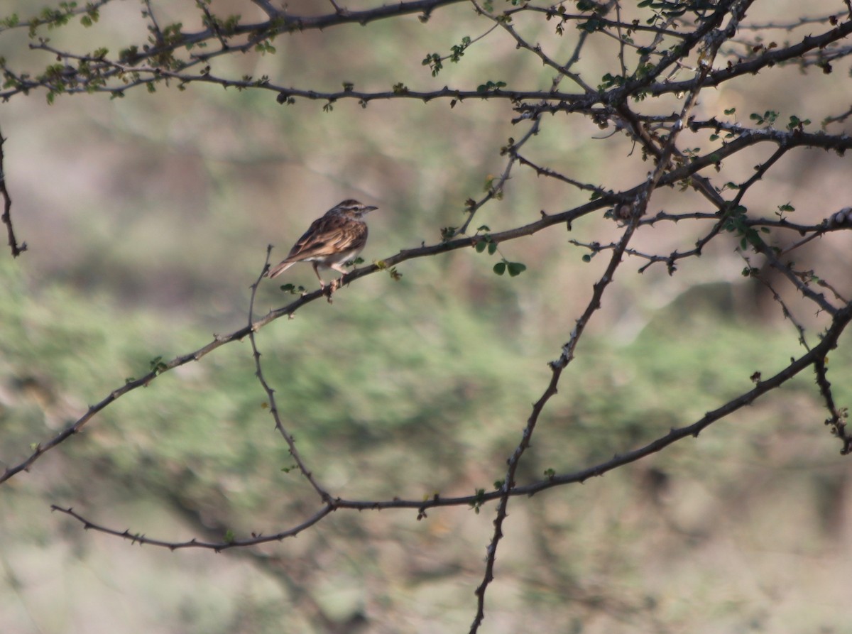 Fawn-colored Lark (Foxy) - ML81844871