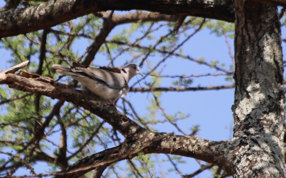 Mourning Collared-Dove - ML81844971