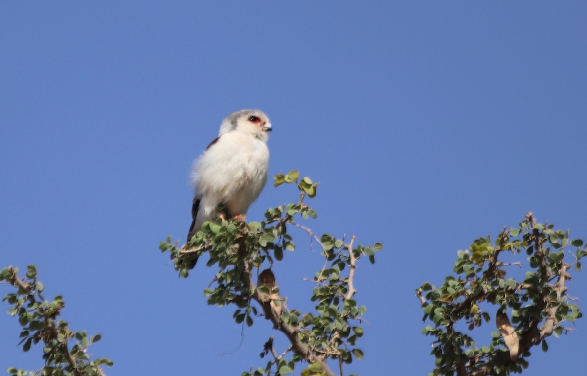 Pygmy Falcon - ML81845011
