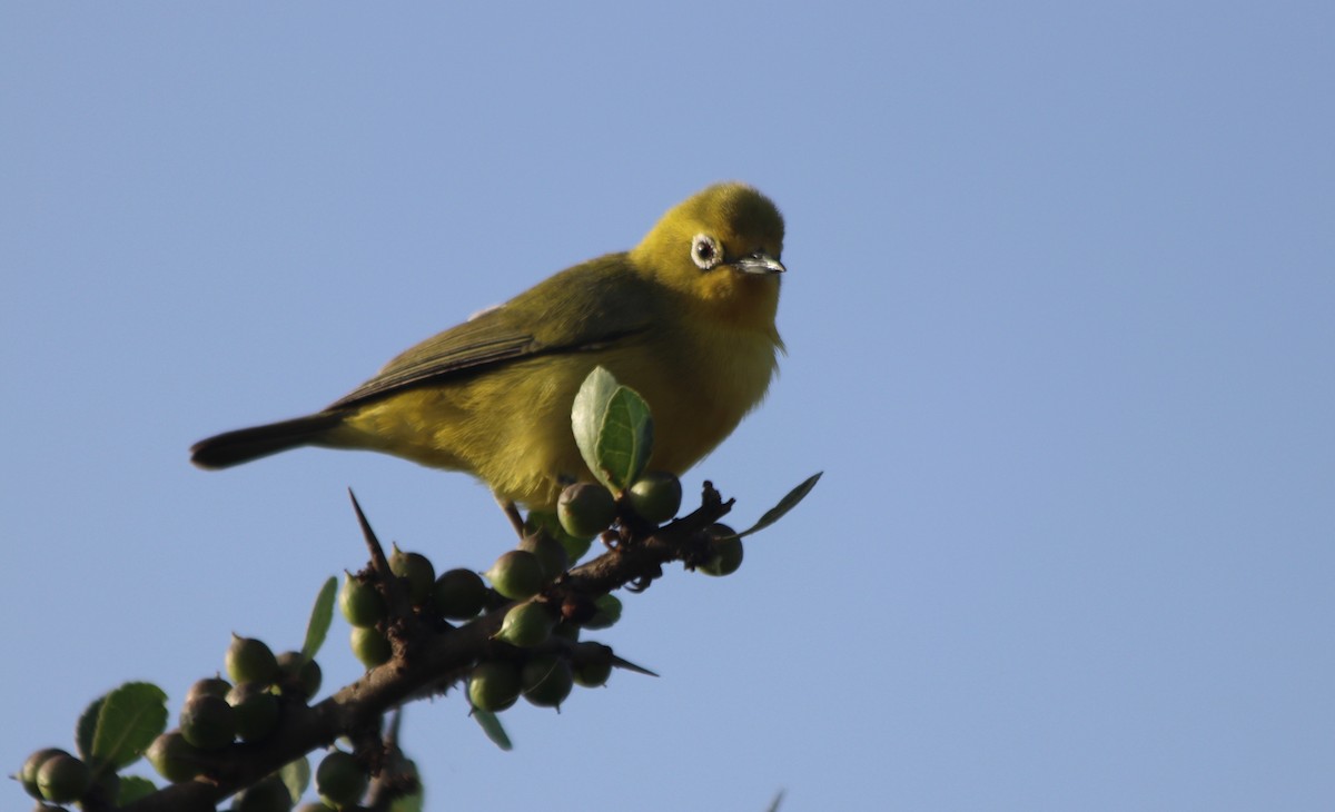Pale White-eye - ML81845031