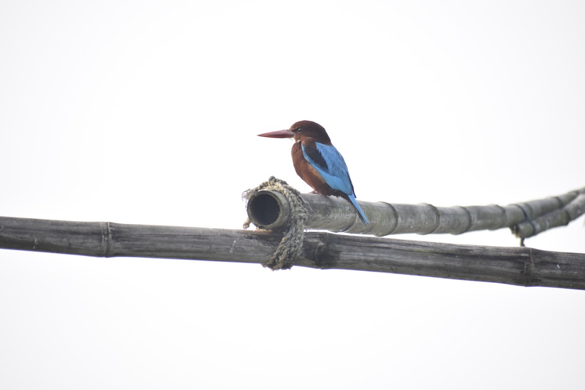 White-throated Kingfisher - ML81847561