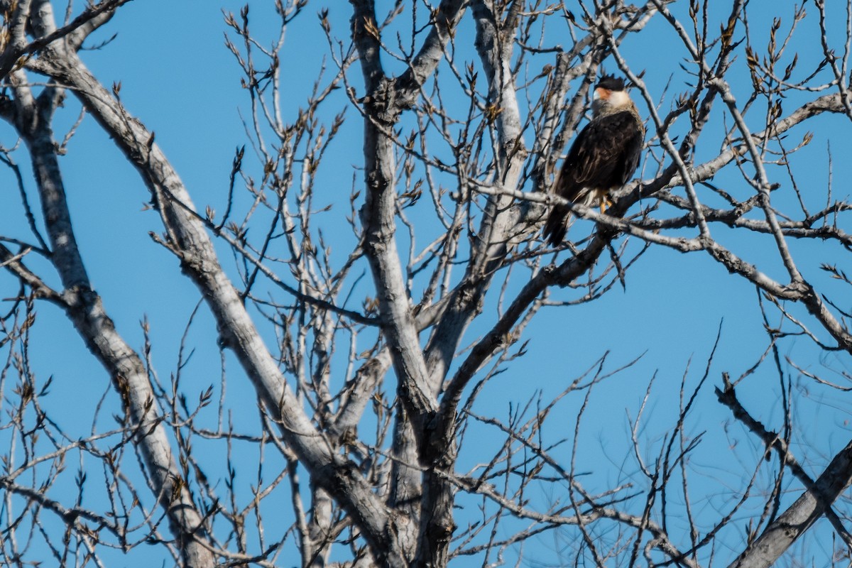 Crested Caracara (Northern) - ML81848691