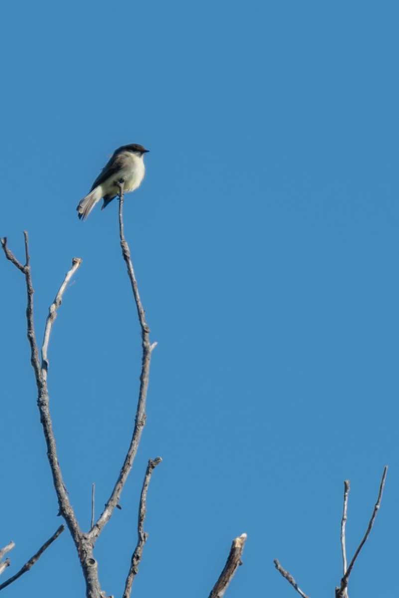 Eastern Phoebe - ML81848771