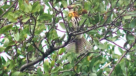 Spot-backed Puffbird - ML81848901