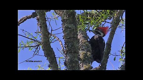 Black-bodied Woodpecker - ML81848961