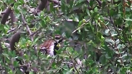 Stripe-backed Antbird - ML81850251