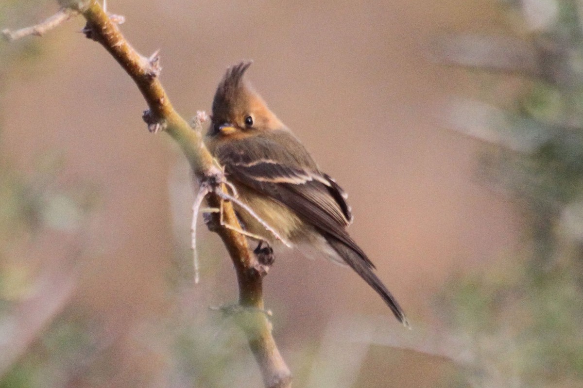 Tufted Flycatcher - ML81850611