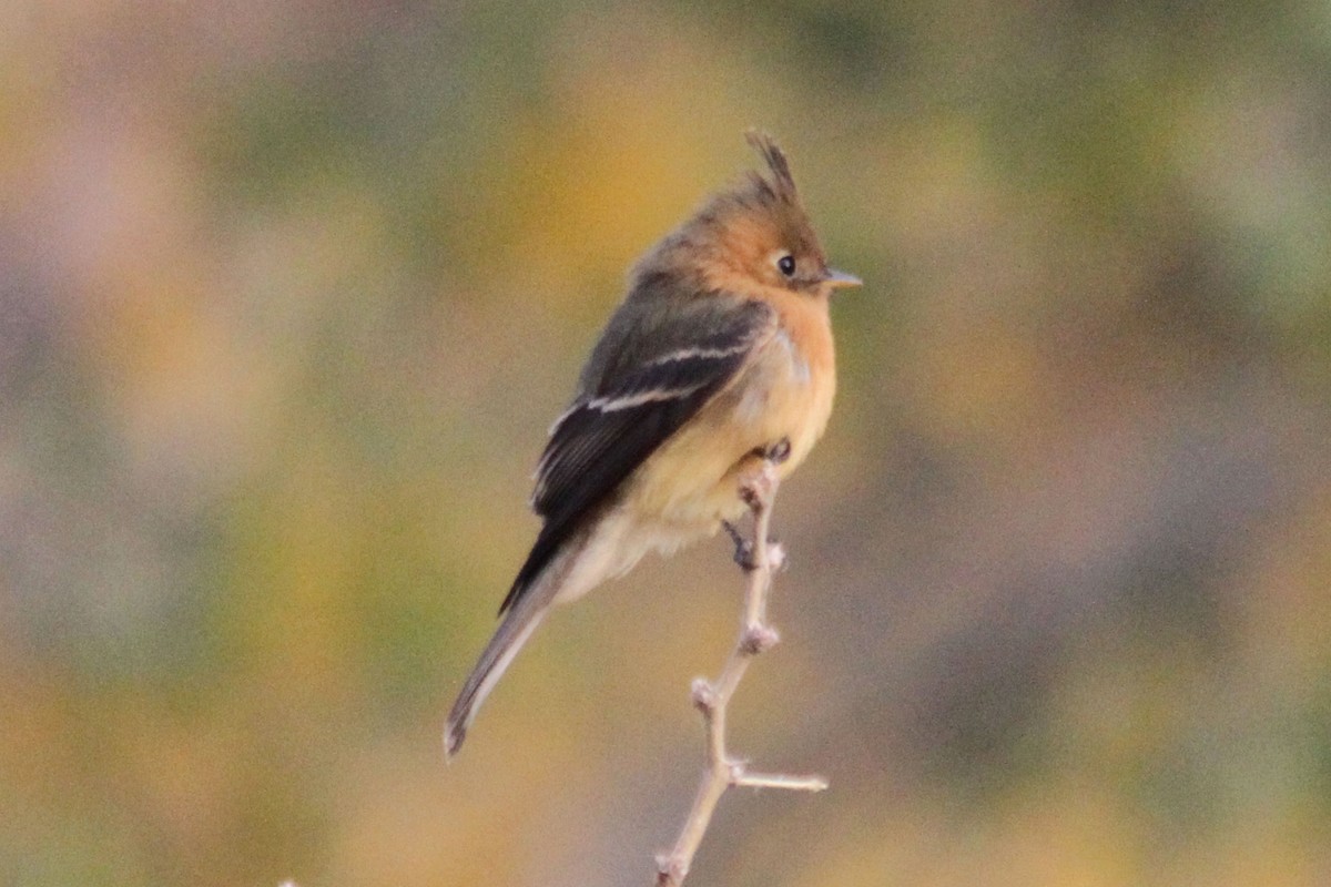 Tufted Flycatcher - ML81850621