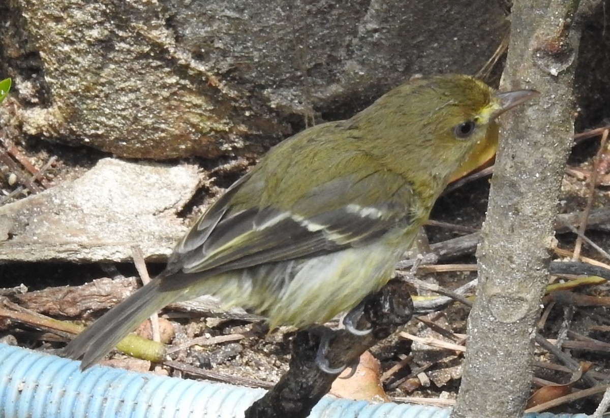 Mangrove Vireo - ML81850701