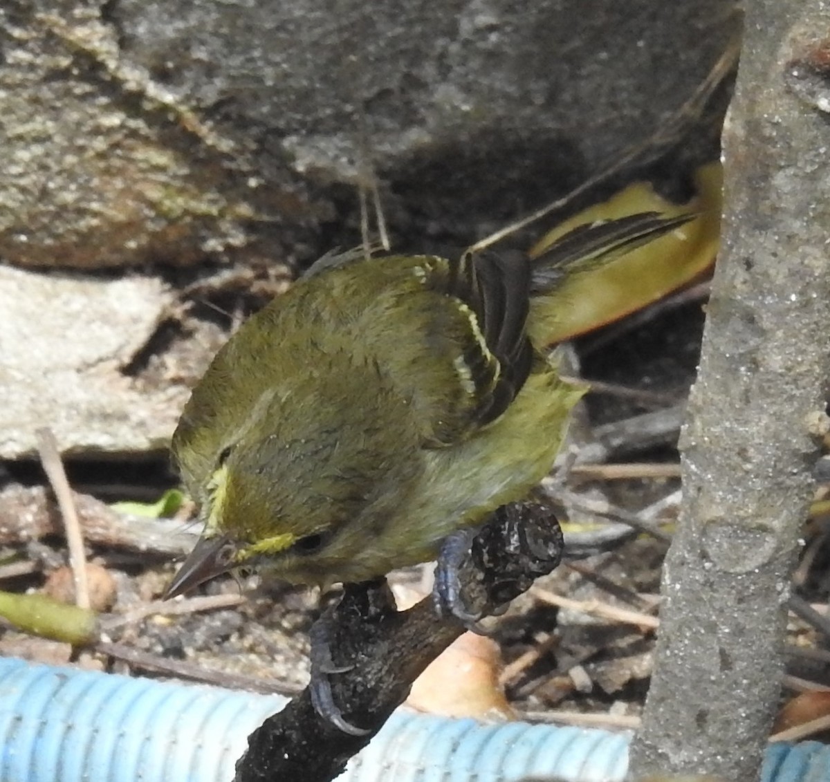 Mangrove Vireo - ML81850811