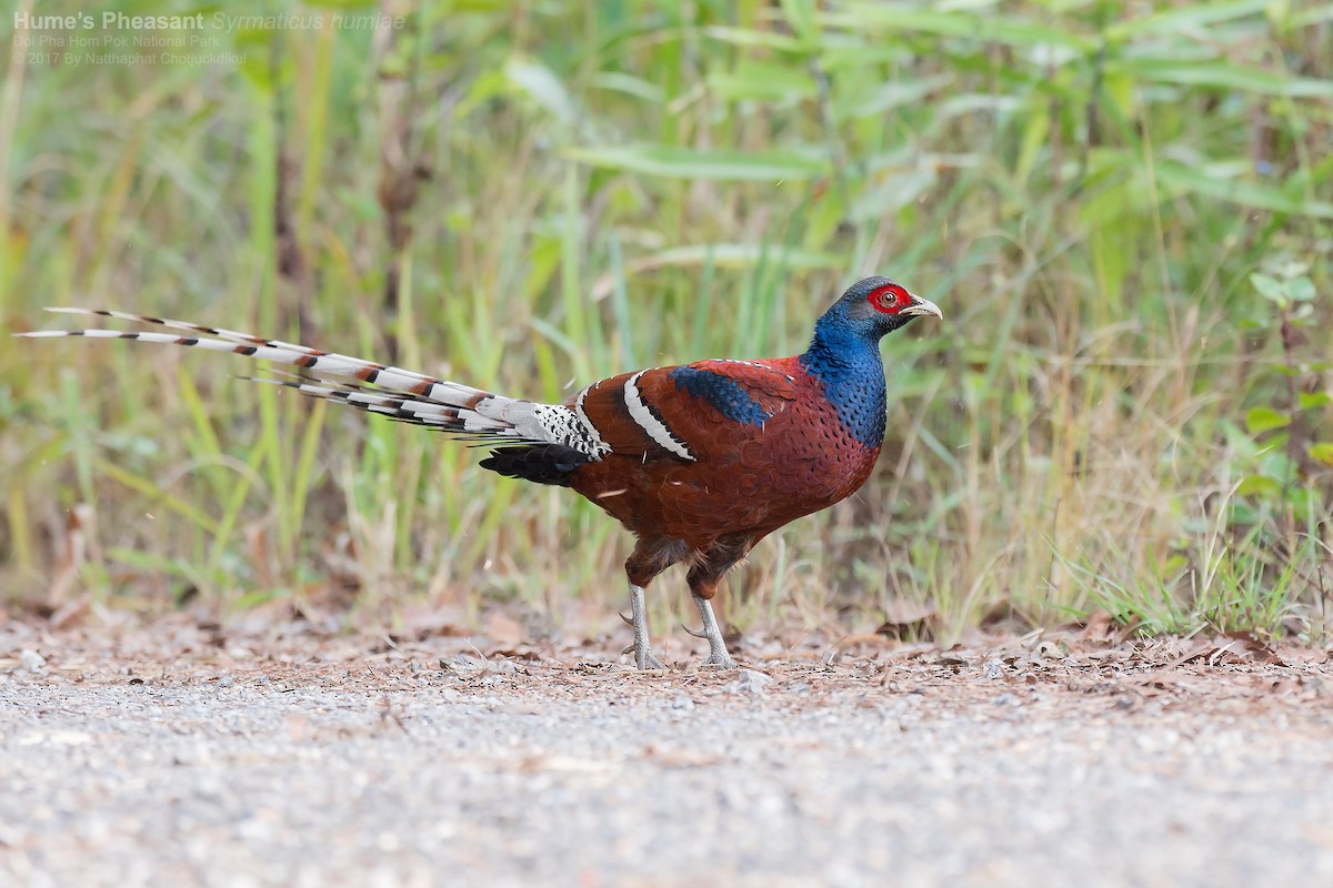 Mrs. Hume's Pheasant - Natthaphat Chotjuckdikul