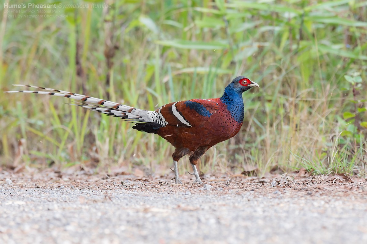 Mrs. Hume's Pheasant - ML81852391